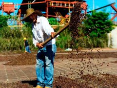 Introduction to the Gedeo producing area of Yega, Ethiopia. How about the flavor of dried fruit coffee beans on the Yega Xuefei tree