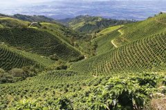 Colombia coffee growing areas and seasonal characteristics of Colombia coffee beans varieties Flavor description