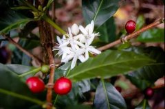 Will there be any difference in flavor when the same coffee variety is grown in different regions? Local style versus coffee