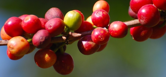 The second Hainan International Coffee Conference 2018 will open on November 16 and hold five major competitions at the same time.
