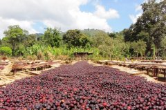 The right way to drink Yega Xuefei Red Cherry Coffee