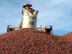 Vietnamese farmers face a very headache: there are no coffee beans in the coffee fruit!
