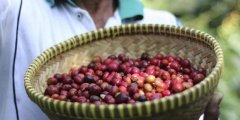 Magical red fruit: two legends where coffee beans were discovered
