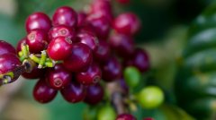 2019 Coffee Market Forecast: the price of coffee beans has fallen sharply, and the output may be reduced.