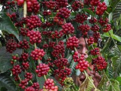 In 2018, the total output of Brazilian coffee reached an all-time high of nearly 60 million bags.