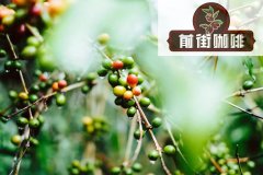 What are the environmental and climatic requirements of coffee trees? What are the types of coffee trees?