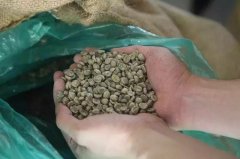 Coffee raw beans | what's the difference between new beans, old beans and old beans in coffee?