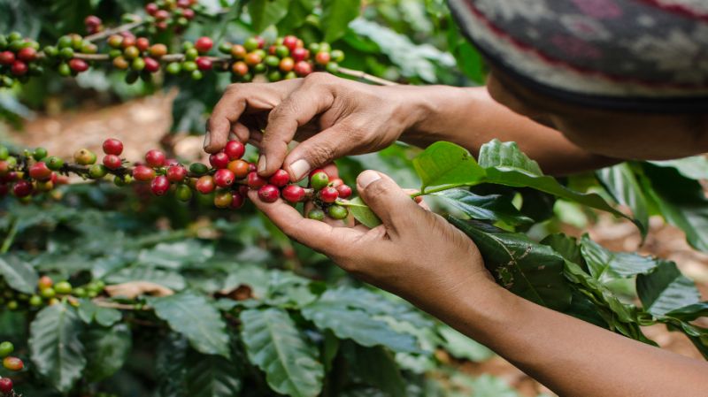 Climate change 60% of wild coffee beans may become extinct! Arabica is an endangered species!