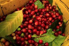 Peruvian coffee prices are low, organic coffee certification is difficult! Coca farmers give up their crops and plant coca