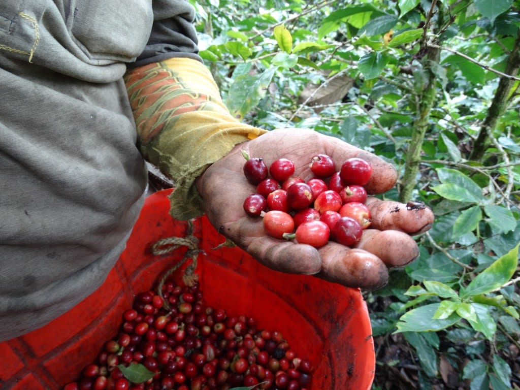 The difference between fine coffee beans and commercial coffee beans. Why can boutique beans be sold