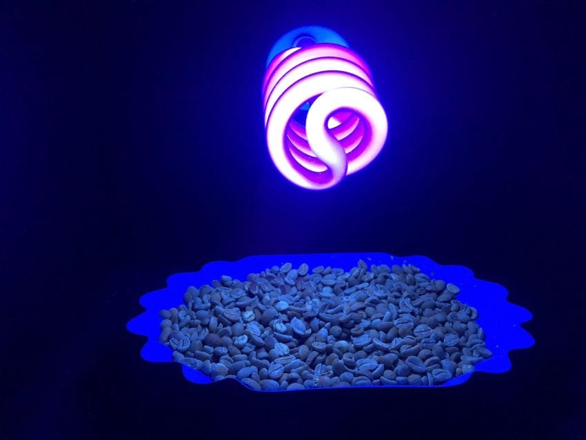 Ultraviolet rays shine out defective beans! How to use ultraviolet lamp to control the quality of coffee roasting?