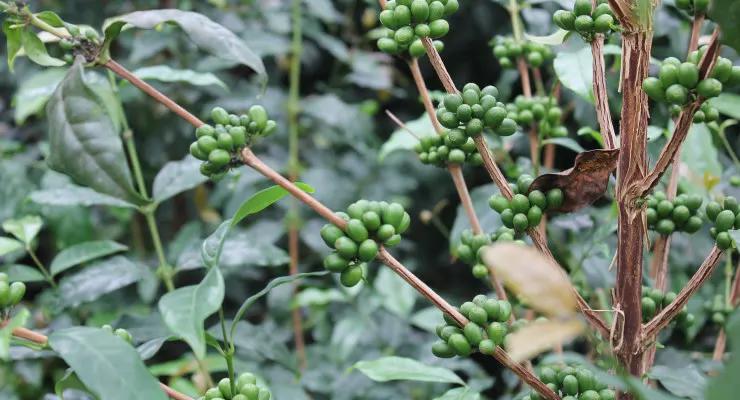 Know the New Coffee Variety: strange and delicious 