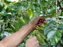 Historical and cultural stories of Colombian coffee beans there are several differences between Colombian coffee producing areas