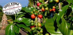 Introduction to coffee bean treatment in Ethiopia _ cultivation of coffee varieties in Ethiopia