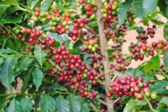Costa Rican Coffee Institute joins hands with Starbucks to explore new varieties of disease-resistant coffee