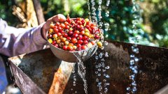 Explain in detail the water washing method of coffee and raw beans: how long is the water washing method? What are the precautions?
