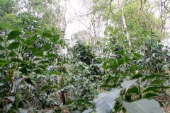 Research shows that shade planting can help coffee farmers maximize their interests.