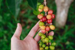 Introduction to the origin of Panamanian geisha coffee Jhala Miyou Manor _ location and variety of Panamanian boutique coffee