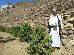 Yemeni mocha boutique coffee beans 