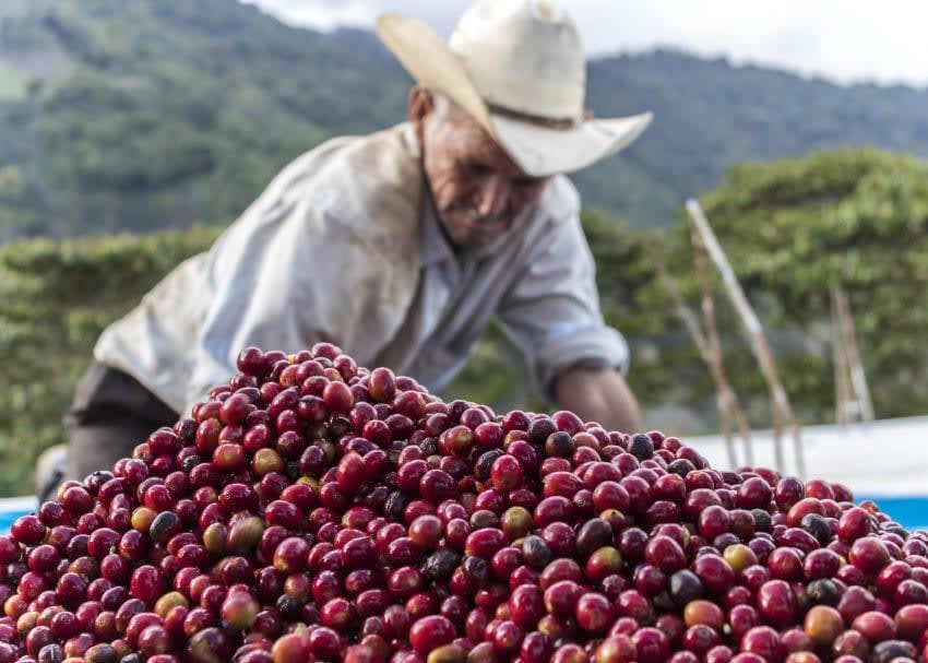 What you don't know about coffee: the black history of slaves behind the coffee industry