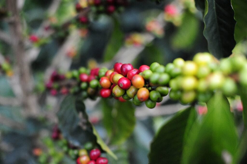 How to reduce the environmental pollution and waste of resources in coffee cultivation?