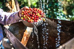 ACE of Excellence Coffee Alliance plans to launch COE Coffee pilot Project in Indonesia