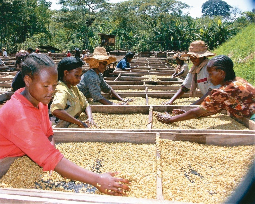 Bean hunter's African curiosity: walk into Ethiopia and open the treasure house of coffee beans