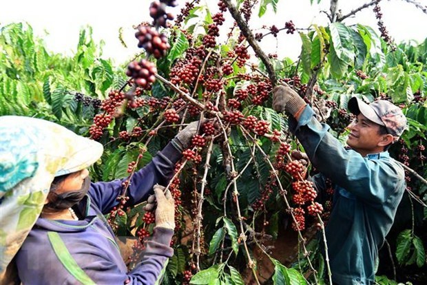 The present situation of coffee industry in Vietnam: the output of coffee in Vietnam is high but the price is low, which is due to the quality.