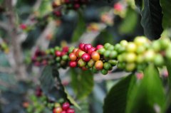 Kenya to hold International Coffee Council (ICO) meeting to discuss challenges facing sub-sectors