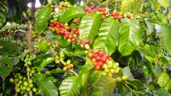 Exports of Ecuadorian coffee and its manufactured products declined in 2019