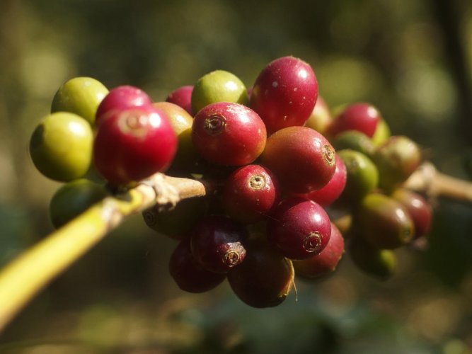 India's coffee production slashed in 2019 and exports fell, resulting in a loss of more than $1.15 billion for farmers.