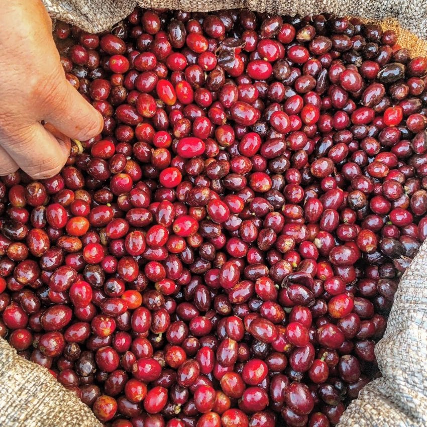 How to choose the right variety of coffee to grow? What factors should be considered in the selection of coffee varieties?