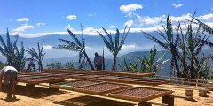 Introduction to the Information Story of Finca Romerillos Coffee Manor, Coffee Cha Gualpamba County, Ecuador