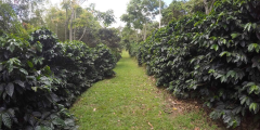 Introduction of Finca Chorora Variety Cesarion (Sidra) Flavor in Ecuador Coffee Farm