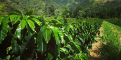 Description of Coffee Farm Coffee flavor in Piedra Grande Farm, Imbabula Province, Ecuador