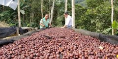 Introduction to altitude Climate of cerro grande Flavor characteristics in Coffee producing area of Ecuador