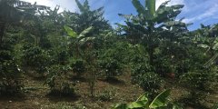Introduction to the story of Ecuadorian coffee industry celebrity Angel _ Ecuador resumes coffee planting plan