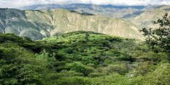 Introduction of Tulipe Coffee producing area in Quito, Ecuador _ Tulipe Coffee planting altitude Climate