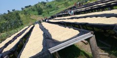 Introduction to the story of the origin of Kopakama, a coffee cooperative in Rwanda. Is coffee in Rwanda expensive?