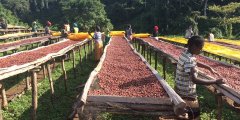 Introduction to the planting situation of Kayon Mountain Coffee Farm in Guji producing area of Guji, Ethiopia