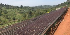 How is the coffee quality in Ethiopia's Koke washing station? introduction to the flavor of Koke coffee beans