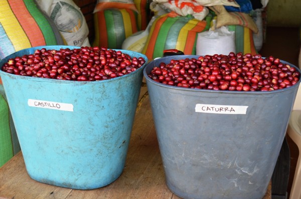 Coffee production from the perspective of Colombian coffee: should farmers pursue quality or quantity?