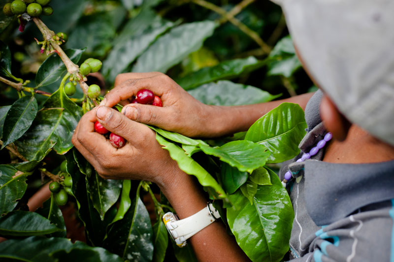 Natural decaffeinated coffee varieties-- is the once-extinct pointed bourbon delicious?