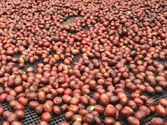 Exploration of a new mode of coffee production: is it better for farmers to sell whole coffee fruits instead of coffee beans?