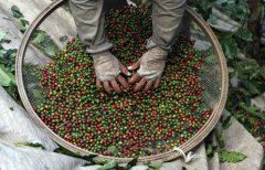 Prices plummet Latin American coffee industry is in crisis Colombian farmers switch to cocoa beans