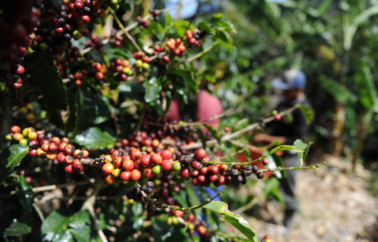 Global climate change is serious, will Australia become a suitable new coffee growing area?