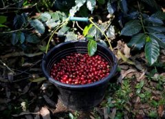 Coffee farmers may be hit hard again! The price of coffee in Indonesia has plummeted