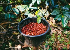 A bumper harvest of coffee beans in Indonesia in 2019 the global price of coffee beans will be hit hard again!