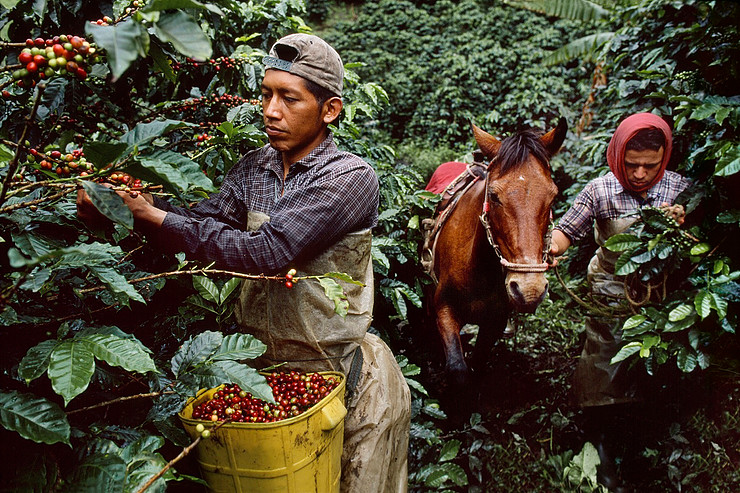 [Latin American Coffee producing Story] A brief History of the rise and fall of the Coffee Industry in Venezuela