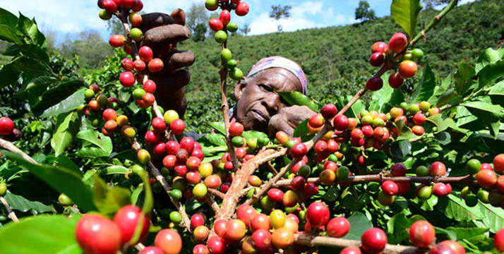 A different style of African Coffee: the Story of the Coffee producing area of Mount Kilimanjaro, Tanzania